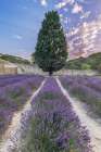 France, Provence. Lavender field near Gordes Art Print